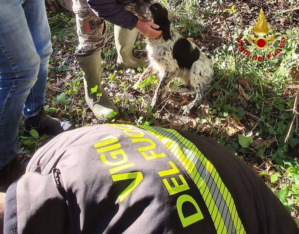 Cupra Cane Scivola In Un Pozzo Di Metri Salvato Dai Vigili Del